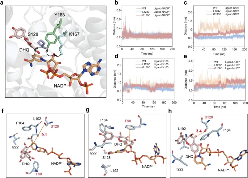 Molecular dynamics (MD) analysis of the catalytic architectures and stabilized conformation in the FaDFR variants. (a) Schematic illustration of hydride transfer pathway in the FaDFR-catalyzed reaction. (b-e) Time-dependent distance profiles between the enzyme and the key catalytic elements: (b) NAD