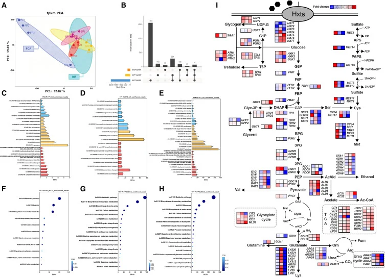 Transcriptome analysis of FPCs in temporal dimension (A) Principal component analysis (PCA) of samples collected from FCF and BIF; (B) overview of DEGs in three groups (FP2 vs. FP1, FP3 vs. FP2, and FP4 vs. FP3); GO (the blue bar: biological progress; the yellow bar: cellular component; the red bar: