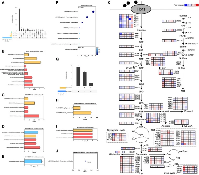 Transcriptome analysis of planktonic cells in biofilm-based immobilized fermentation and L1 cells in temporal dimension (A) Overview of DEGs between BPCs (BP2 vs. BP1, BP3 vs. BP2, BP4 vs. BP3); GO (the blue bar: biological progress; the yellow bar: cellular component; the red bar: molecular functio
