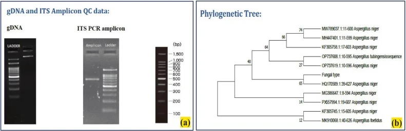 图示 (a) gDNA 和 ITS PCR 扩增子,以及 (b) 黑曲霉的系统发育树。