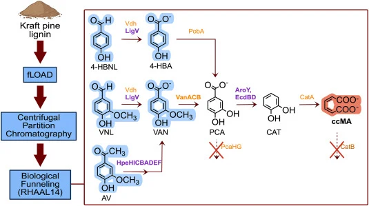 Conversion of oxidatively depolymerized Kraft lignin to muconate by R. aromaticivorans strain RHAAL14. Highlighted blue monomers were present in the kraft pine lignin monomer oil following flow-based lignin oxidative alkaline depolymerization (fLOAD) treatment and monomer isolation. In the scheme, e