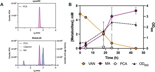 Metabolic rerouting of protocatechuate. (A) EICs of the products of a whole cell biotransformation of protocatechuate by the ΔpcaHG mutant and RHAAL09. Strains were grown to mid-log in LB, washed in M9 and concentrated to OD 10.0 in M9 with 0.1% glucose and 1 mM PCA. The supernatant was sampled afte