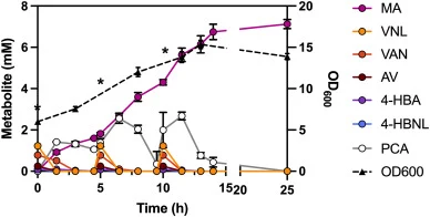 Muconate production from LDACs by RHAAL14. RHAAL14 cells were grown in LB to mid-log, washed in M9 and concentrated to OD 5.0. This cell suspension was fed 2.5 mM LDACs with 0.1% glucose three times: at t = 0, 5 and 10 h (indicated by the * symbols). Metabolite levels were measured in supernatants u