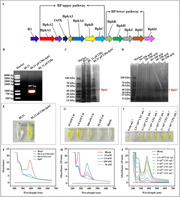Construction of genetically engineered strains and optimization of the sensing systems. (A) Biphenyl metabolism pathway in Pseudomonas putida; (B) 1.5% agarose gel electrophoresis of bphC gene in engineered E. coli BL21 pET28a(+)-bphC; SDS-PAGE of crude (C) and purified (D) product after IPTG induct