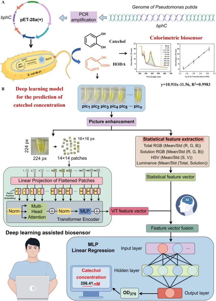Schematic of the whole-cell biosensor based on a multi-feature fusion Vision Transformer model for Cat detection. (A) Construction of a colorimetric whole-cell biosensor using an engineered strain expressing bphC from Pseudomonas putida; (B) MF-ViT model and its application for intelligent decoding