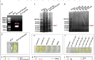 深度学习辅助的全细胞生物传感器用于儿茶酚监测