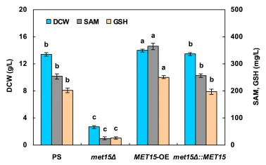 摇瓶培养下 PS、met15Δ、MET15-OE 和 met15Δ::MET15 的细胞生长及 SAM 与 GSH 生物合成。同一参数柱上方的