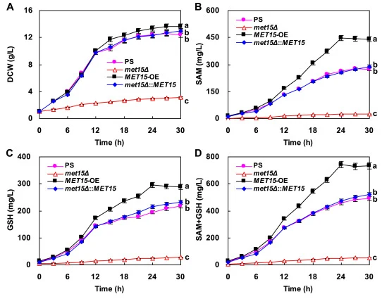分批培养过程中 PS、met15Δ、MET15-OE 和 met15Δ::MET15 的 DCW(A)、SAM(B)、GSH(C)及 SAM 和 GSH 联产(D)时程曲线。不同小写字母表示菌株间差异显著(p ≤ 0.05)。