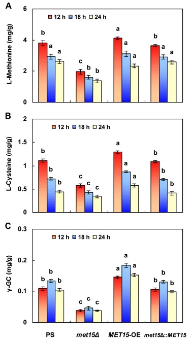 Intracellular contents of L-methionine (A), L-cysteine (B), and γ-GC (C) at different time points during batch culture of PS, met15Δ, MET15-OE, and met15Δ::MET15. Different lowercase letters above bars of the same time point indicate significant differences among strains (p ≤ 0.05).