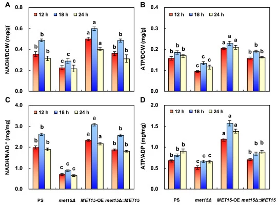 Intracellular levels of NADH (A) and ATP (B), as well as the ratios of NADH/NAD+ (C) and ATP/ADP (D) at different time points during batch culture of PS, met15Δ, MET15-OE, and met15Δ::MET15. Different lowercase letters above bars of the same time point indicate significant differences among strains