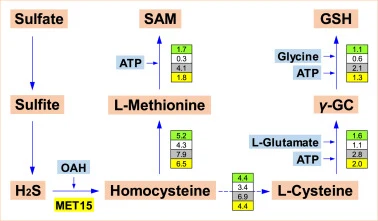 Metabolic flux distribution of key sulfur-containing metabolites in the SAM and GSH biosynthetic pathways after cell growth phase during batch culture of different yeast strains. Numbers highlighted in green, white, grey, and yellow backgrounds correspond to C. utilis strains PS, met15Δ, MET15-OE, a