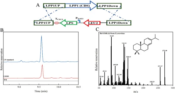 Construction of the strain LD101 that producing LP. (A) LPP1Δ locus integration LPS strategy. (B) GC analysis of fermentation of strain LD101. The wide type (WT) strain referred to the BY4741 strain was transfected with the empty plasmid (pESC-LEU2). (C) The mass spectra of LP.