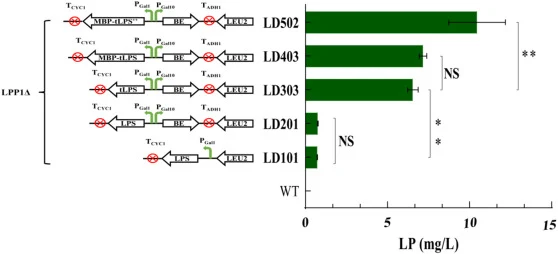 S. cerevisiae expression and optimization of LPS. WT The wild-type strain BY4741 was transfected with the empty plasmid pESC-LEU. LPS: the S. cerevisiae codon-optimized LPS. BE: A fusion protein was constructed by adding a ggggs fragment between BTS1 and ERG20. t79LPS: The LPS was used with a deleti