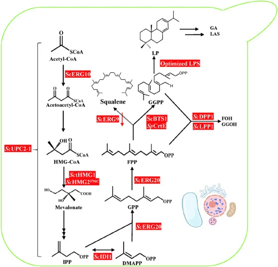 LP biosynthesis in S. cerevisiae via the MVA pathway. UPC2-1: Sterol regulatory element binding protein UPC2 G888D; ERG10: Acetyl-CoA C-acetyltransferase; ERG13: 3-hydroxy-3-methylglutaryl-CoA (HMG-CoA) synthase; tHMG1: Removal of the HMG1 (HMG-CoA reductase) N-terminal 530 amino acid sequence; HMG2