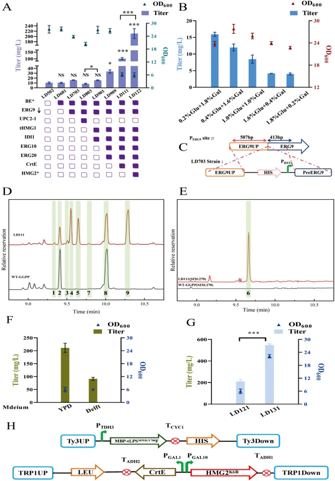 Metabolic engineering of the MVA pathway in engineered S. cerevisiae for LP production. (A) Fermentation of the MVA pathway-engineered strain for 72 h with determination of LP titer. (B) A strategy for replacing the P HXT1 promoter with the ERG9 natural promoter. (C) LP bioaccumulation of LD703 stra