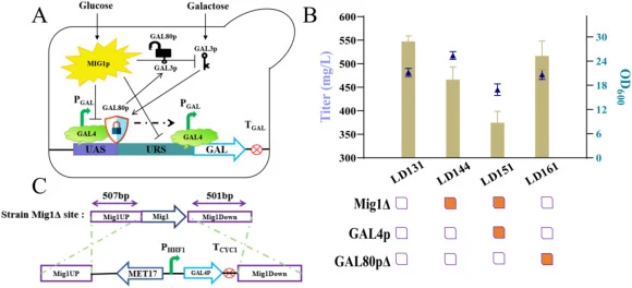 Development of an engineered strain for galactose metabolism regulation. (A) The mechanisms of GAL promoter regulation. (B) Determination of LP titer was performed following 72 h fermentation of the galactose metabolism-engineered strain. (C) A strategy involving the overexpression of GAL4P and the