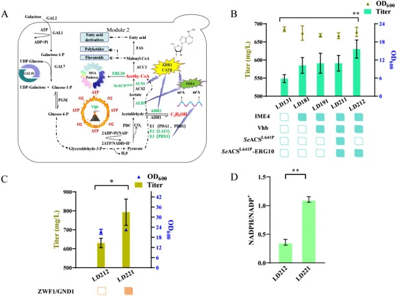 (A) Engineering module II for enhanced LP biosynthesis in S. cerevisiae. GAL2: Galactose permease; GAL1: Galactokinase; GAL7: Galactose-1-phosphate uridyl transferase; PMG: Phosphoglucomutase; PDC: Pyruvate decarboxylase isozymes; ADH1: Alcohol dehydrogenase; ADH2: Alcohol DeHydrogenase; PDA1: E1 al