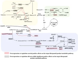 Construction of a globally modular recombinant Saccharomyces