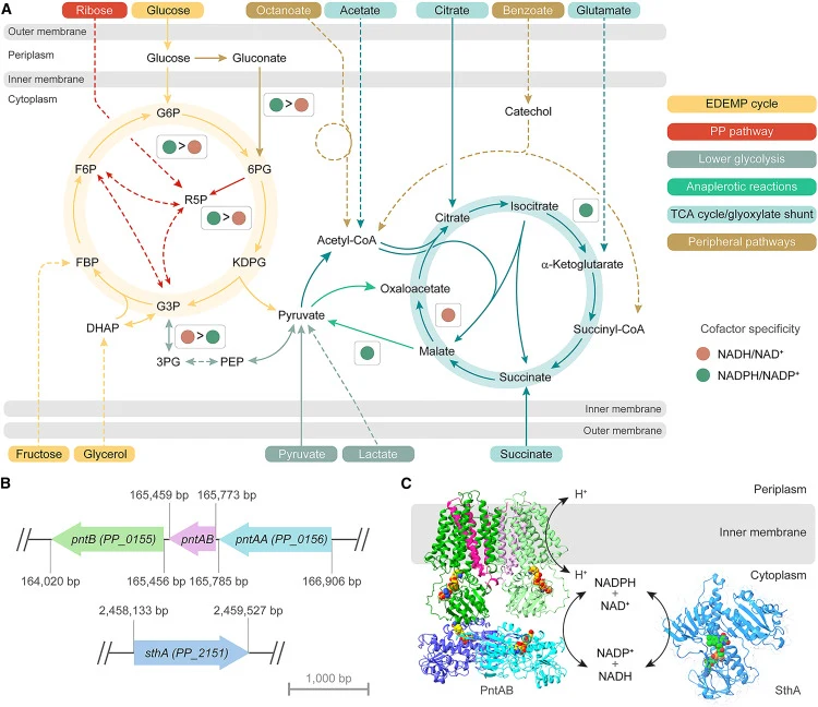The membrane-bound and soluble transhydrogenases within the metabolic architecture of Pseudomonas putida (A) Central carbon metabolism of P. putida and cofactor specificities for the main NAD+- and NADP+-dependent dehydrogenases. Representative carbon sources are color-coded by the main metabolic ro