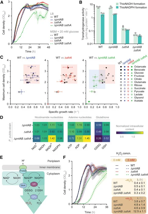 Transhydrogenases ensure optimal cellular fitness of P. putida under diverse culture conditions (A) Growth of wild-type (WT) P. putida and its transhydrogenase mutant derivatives in rich and minimal media. Cell density, estimated as the optical density at 600 nm (OD600), was monitored in a microplat