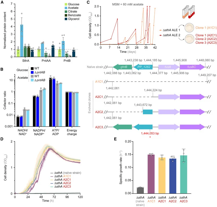 Role of the soluble transhydrogenase SthA on acetate metabolism (A) Relative abundance of intracellular transhydrogenases across different carbon sources. Protein levels were normalized to the amount detected during growth in MSM containing glucose. P. putida was grown on 20 mM glucose, 20 mM acetat