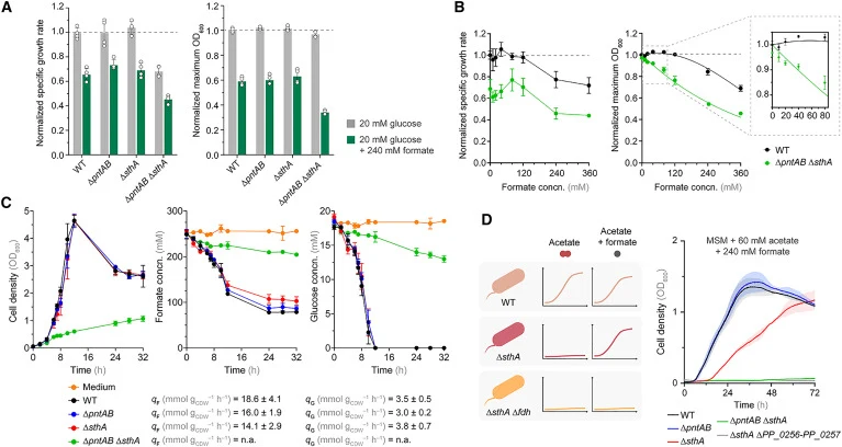 Dissecting the link between transhydrogenation and formate tolerance (A) Physiological parameters of the WT strain and transhydrogenase mutants grown on glucose with or without 240 mM formate in microtiter plate cultures. Experiments were performed in biological replicates (n = 4), and data represen
