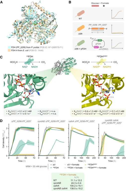 Plugging-in NAD⁺- and NADP⁺-dependent FDHs to test the cofactor specificity of formate detoxification pathways (A) Superimposed structures of PP_0256 from P. putida and FdhF (FDH H) from E. coli. The structure of PP_0256 was predicted using AlphaFold. (B) Complementation strategy to restore formate