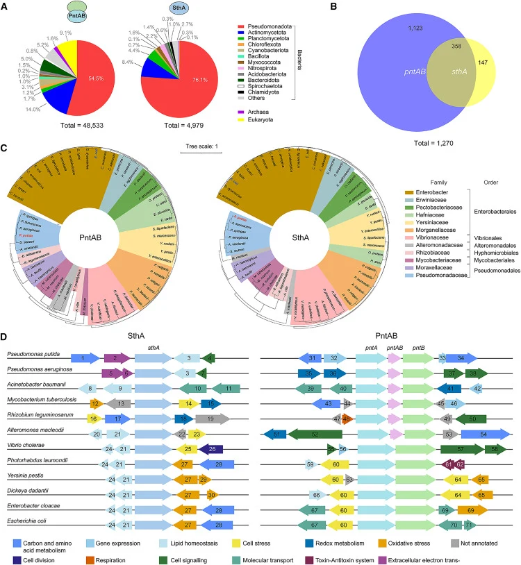 Taxonomic distribution, phylogenetic analysis, and genome context of pntAB and sthA (A) Distribution of PntAB and SthA enzymes across domains of life. UniProt was queried to identify organisms with annotated homologs of both transhydrogenases. The presence of PntB was used as a proxy for the membran