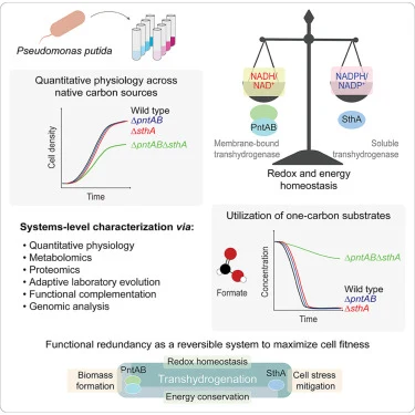 Integrated control of redox and energy metabolism by the mem