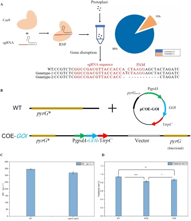Schematic of the pyrG point mutation auxotroph obtained by the DNA-free method. (A)Schematic of the pyrG point mutation autotroph chassis obtained by the DNA-free method. (B) Schematic representation of constitutive over-expression (COE) of a Gene of Interest (GOI) at pyrG* locus. (C) Comparison of