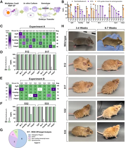 Experiments A and B: Gene editing in mice using CRISPR-Cas9 RNP zygote electroporation (A) We electroporated (EP) a pool of Cas9 RNPs with synthetic sgRNAs into wild-type mouse zygotes. We then cultured embryos into blastocyst stage in vitro and genotyped blastocysts to estimate editing efficiencies