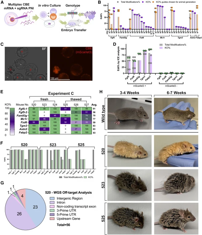 Experiment C: Multiplex editing in mice using cytosine base editor PNI (A) Workflow. We delivered a pool of CBE mRNA with sgRNAs into wild-type mouse zygotes by PNI. The mRNA transcript co-expresses CBE and a red fluorescent protein, mScarlet3. We cultured the embryos to the blastocyst stage in vitr