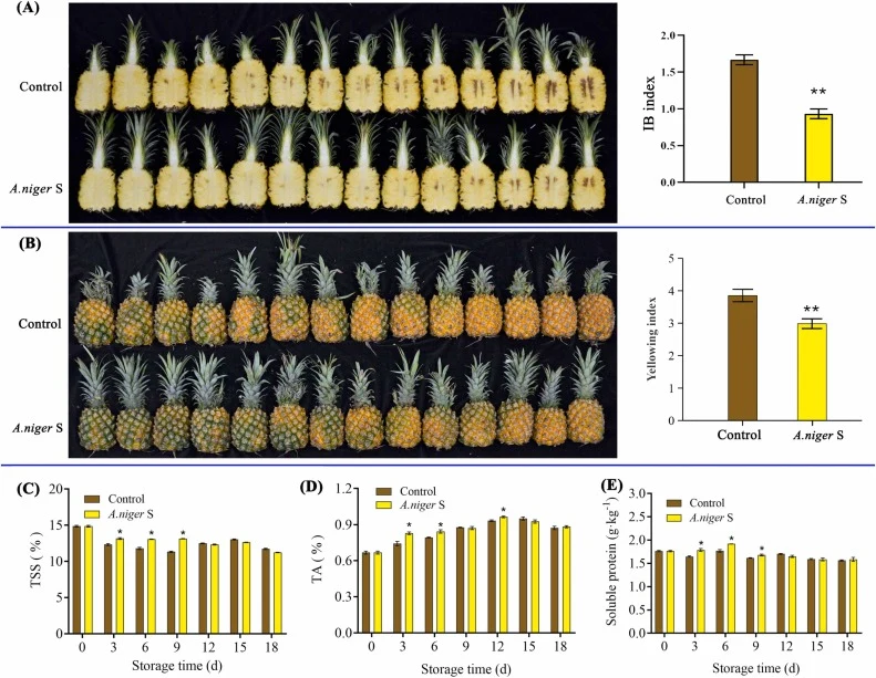 Effects of A. niger S treatment on the physical appearance and quality of pineapple during storage. Visual representation and quantification of (A) internal browning (IB) index and (B) yellowing index of pineapple at 12 days after treatment. Time-course changes in (C) total soluble solids (TSS), (D)