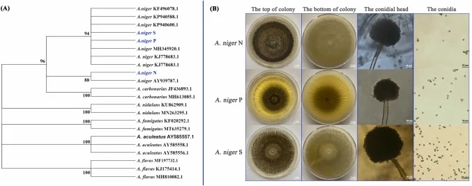 Phylogenetic and morphological characterization of the tested A. niger isolates. (A) Neighbor-Joining phylogenetic tree constructed based on the internal transcribed spacer (ITS) rDNA sequences of the isolates A. niger N, A. niger P, and A. niger S. Numerical values at the nodes represent bootstrap
