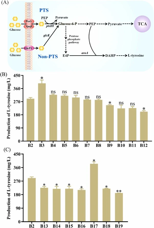 The enhancement of the glucose transport system and its impact on L-tyrosine production. (A) Schematic of glucose uptake in B. amyloliquefaciens. (B) Effects of heterologous glucose transporters on L-tyrosine titer. (C) Effects of heterologous glucokinase on L-tyrosine titer. * means significant dif