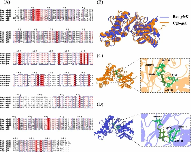 Analysis of sequence and functional differences in glucokinases from different sources. (A) Sequence alignment of glucokinases from different organisms. (B) Protein structure alignment of Bao-GlcK (blue) and Cgb-GlK (orange). (C) Molecular docking of Bao-GlcK with glucose. (D) Molecular docking of C