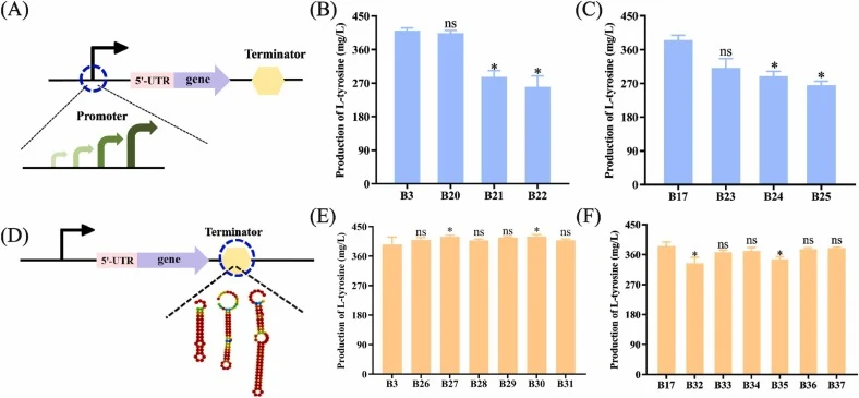 Effects of promoter and terminator replacement in the Bao-glcP1 and Cgb-glK genes on L-tyrosine production. (A) Schematic diagram of promoter optimization. (B and C) Effects of different promoters driving the expression of Bao-glcP1 and Cgb-glK on L-tyrosine synthesis. (D) Schematic diagram of termi