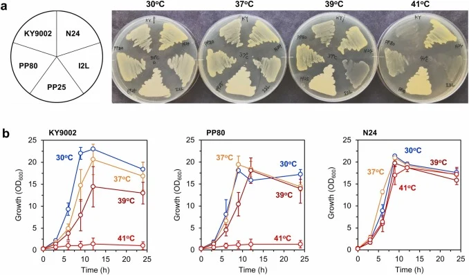 Growth comparison of several Corynebacterium strains on LB plates (a) and in flask cultures (b). (a) Corynebacterium strains KY9002, PP80, PP25, I2L, and N24 were precultured overnight in 5 mL of AR medium at 30 °C, streaked onto LB agar plates, and incubated at 30, 37, 39 and 41°C (left to right) f