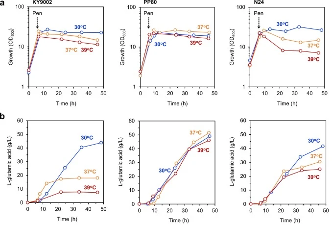 Cell growth (a) and L-glutamic acid production (b) by Corynebacterium strains KY9002, PP80, and N24 (left to right) in 500-mL jar fermentors. Each strain was cultivated in 300 mL of 12% glucose production medium in a 500-mL jar fermentor. In all runs, cultures were initiated at 30°C and, after penic