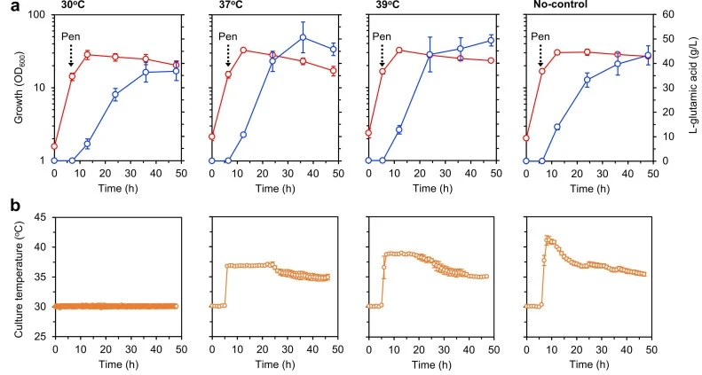 Growth (red lines) and L-glutamic acid production (blue lines) of C. glutamicum PP80 in 2-L jar fermentor cultures (a). In all runs, cultures were initiated at 30°C and, after penicillin addition, the temperature was (i) maintained at 30°C, (ii) controlled to not exceed 37°C, (iii) controlled to not