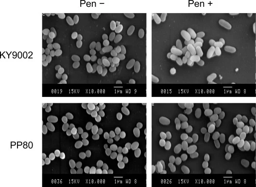 Scanning electron microscopy (SEM) of the cell morphology of KY9002 and PP80 cultivated at 37°C in a 2-L jar fermentor. Cells were collected 6 h after penicillin addition (Pen +) or without penicillin addition (Pen −), and processed for SEM.