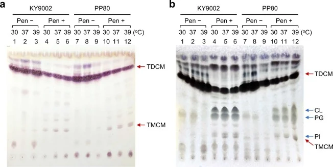TLC profile of putative mycolic acid-containing glycolipids and phospholipids in membrane vesicles released from C. glutamicum KY9002 and PP80 in 2-L jar fermentor cultures. Membrane vesicles were prepared as described in Fig. 7. (a) Lipids extracted from membrane vesicles (150 μg lipid per lane) we