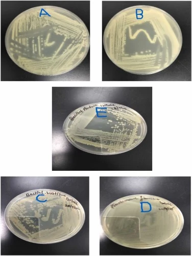 A-S10细菌分离株,B-S24细菌分离株,C-S29细菌分离株,D-S 55细菌分离株,E-S87细菌分离株。