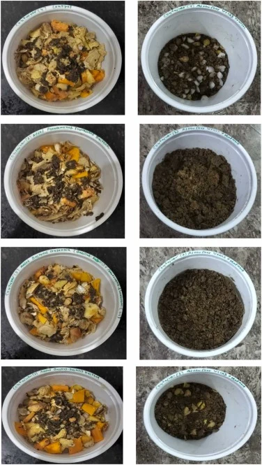 Initial food waste samples (first column) and with after four weeks of samples (second column), (a)-Container 1 with Bacillus subtilis bacteria (bottom), (b)-Container 2 with Pseudomonas fluorescens bacteria (second from top), (c)-Container 3 with Bacillus subtilis + Pseudomonas fluorescens bacteria