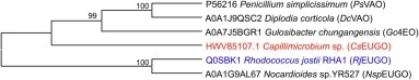 Phylogenetic analysis of CsEUGO with other members of vanillyl alcohol oxidase in the VAO/PCMH family. PsVAO: VAO from Penicillium simplicissimum, DcVAO:VAO from Diplodia corticola,Gc4EO: 4-ethylphenol oxidase from Gulosibacter chungangensis, CsEUGO: EUGO from Capillimicrobium sp., RjEUGO: EUGO from