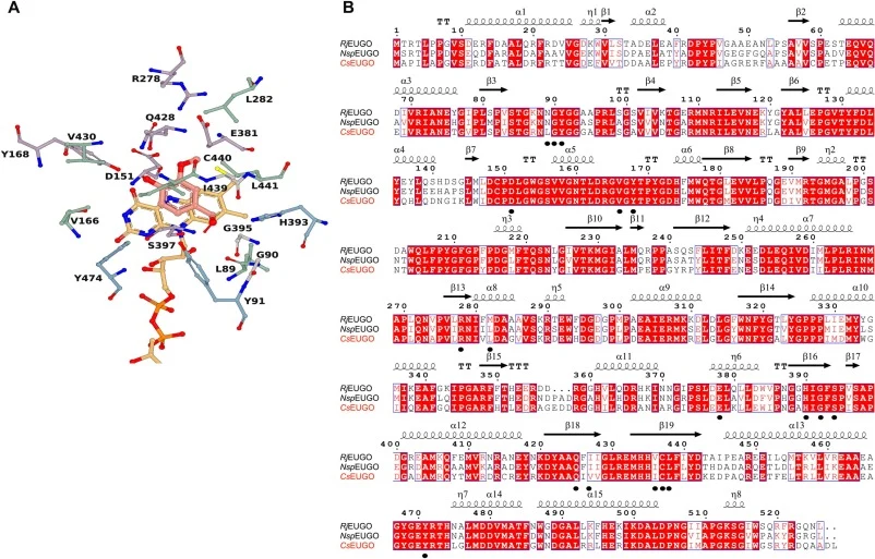 Sequence analysis of the eugenol oxidase CsEUGO. The active site of CsEUGO in the predicted three-dimensional structure was generated using AlphaFold 3(A); multiple sequence alignment of CsEUGO with homologs from Rhodococcus jostii RHA1 and Nocardioides sp. YR527. The amino acid residues labeled wit