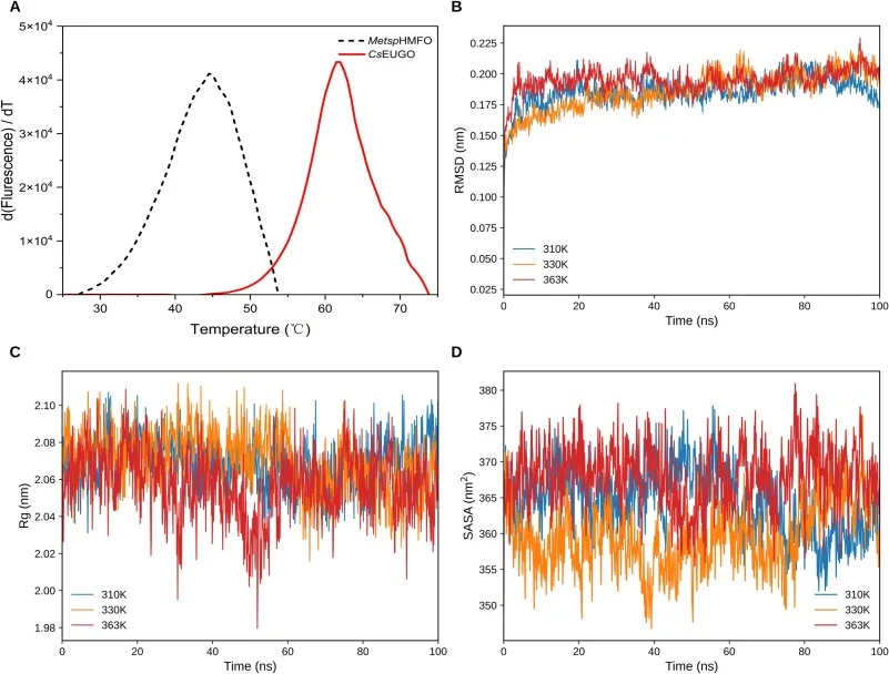 Mechanistic basis for the thermostable CsEUGO enzyme The denaturation experiments were performed with purifiedCsEUGO following the protocol of the ThermoFAD assay, using MetspHMFO as acomparative control (A). Backbone RMSD profiles (B) and radius of gyration (Rg) profiles (C) of CsEUGO during MD sim