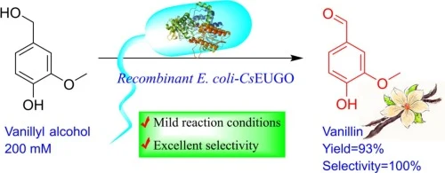 Discovery of a thermostable eugenol oxidase for vanillin bio