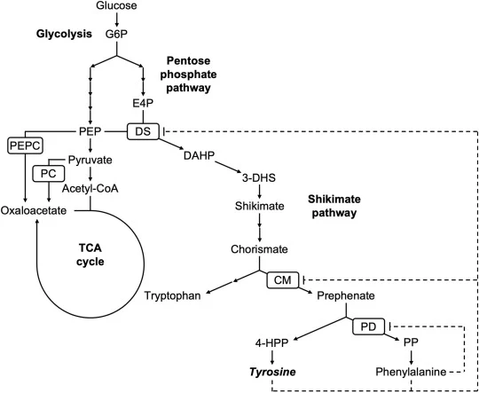 Schematic overview of tyrosine biosynthesis and related central carbon metabolism in C. glutamicum. Glucose is metabolized through glycolysis and the pentose phosphate pathway to generate phosphoenolpyruvate and erythrose 4-phosphate, which enter the shikimate pathway through the reaction catalyzed