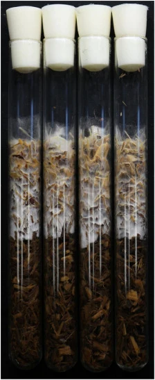 皱环球盖菇在经高压灭菌并共接种细菌菌株的木屑培养基上的菌丝体形态。培养物在25°C黑暗条件下培养16天。